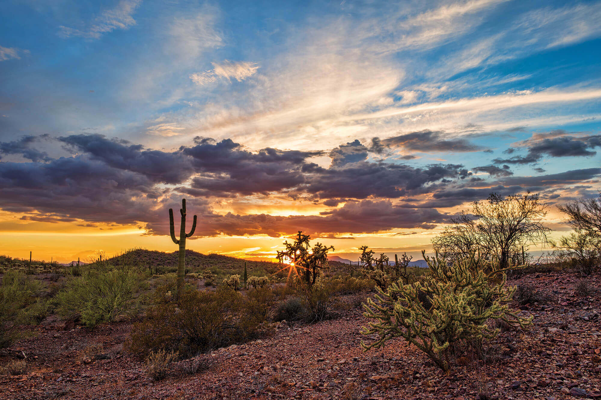 Arizona Sonoran Desert sunrise
